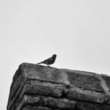 Lonely bird